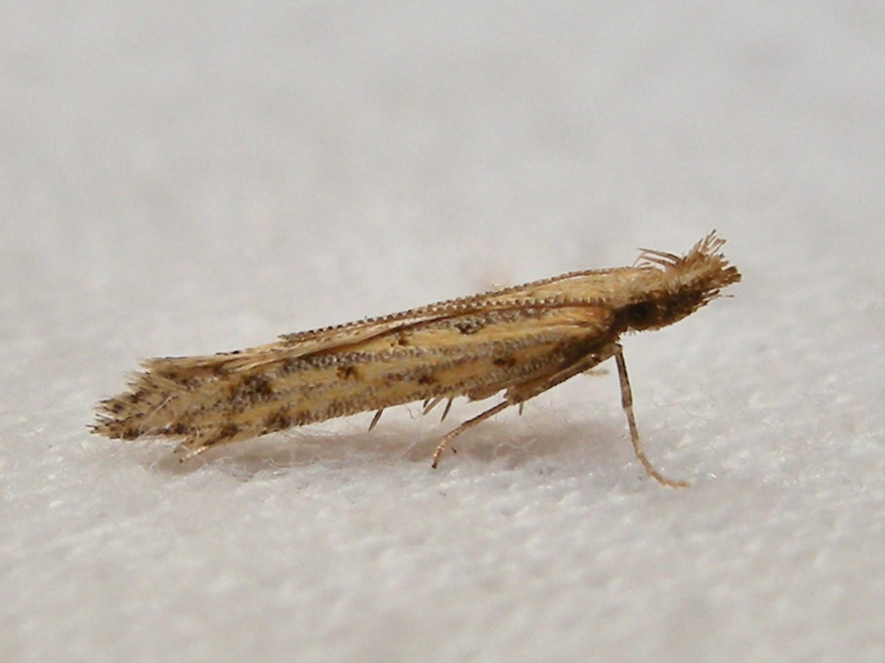 Coleophoridae ?